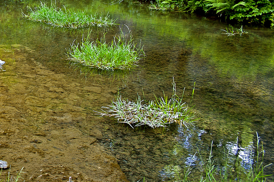 algae-green-pond-water-feature-capital-landscape-web