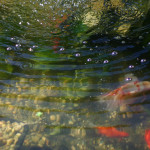 Koi Ponds Natomas