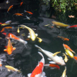 Koi Ponds in Auburn CA