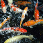 Koi Ponds Lincoln