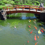 Koi Ponds Roseville