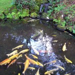 Koi Ponds Citrus Heights