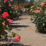 rose garden zone 9 sacramento