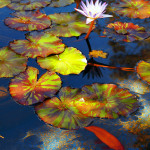 Koi Ponds Sacramento Ca