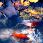 Koi Ponds in Folsom