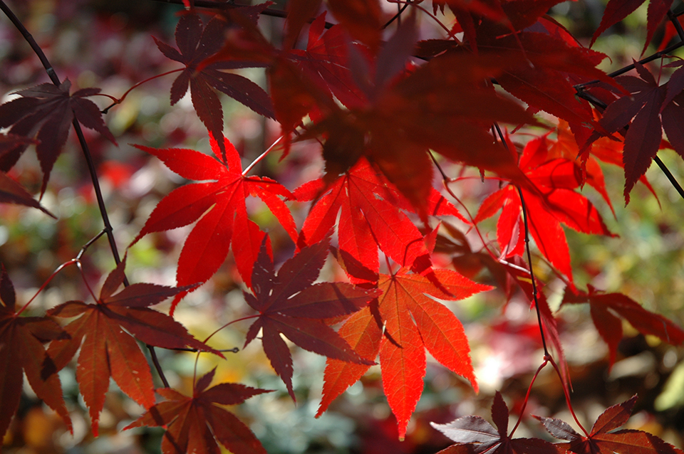 sacramento-japanese-maple-fall-color-capital-landscape-web
