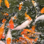 Koi Ponds Landscape installation Placer County
