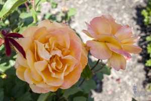 rose garden zone 9 sacramento