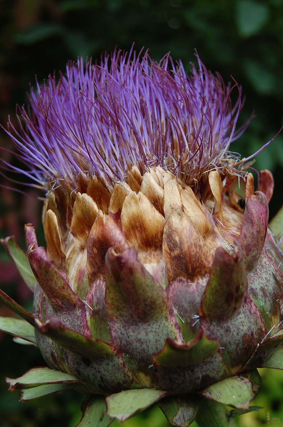 sacramento-landscape-artichock-printweb