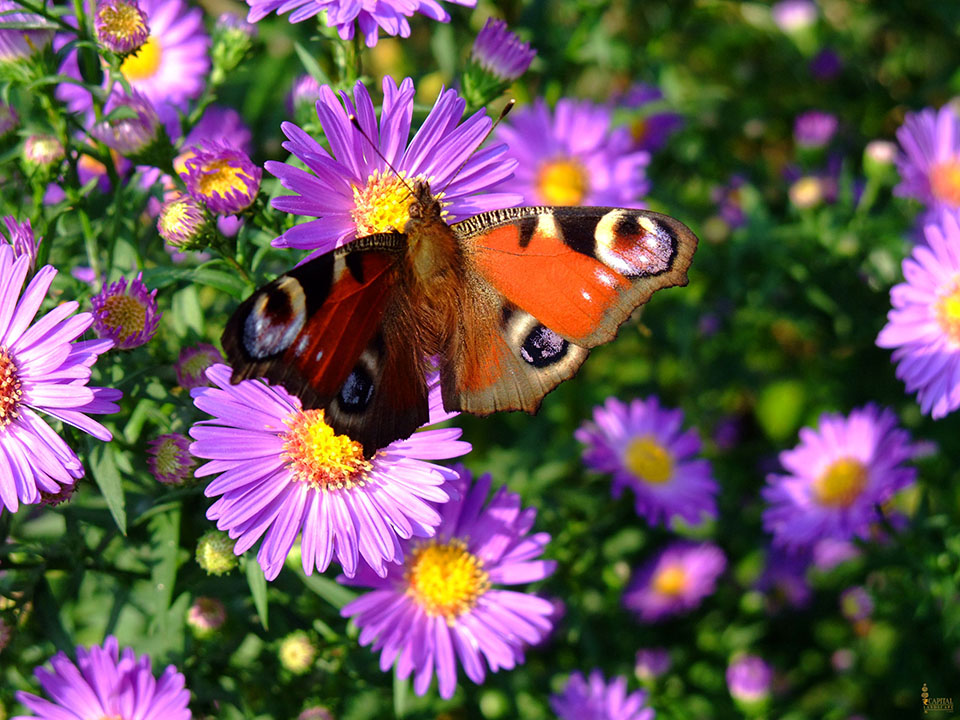 sacramento-landscape-aster-printweb