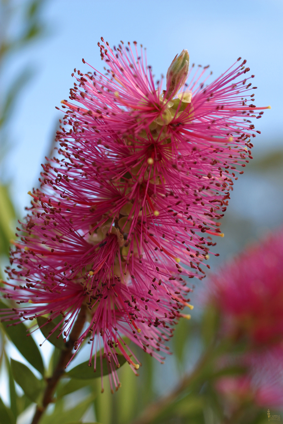 sacramento-landscape-bottle-brush-printweb