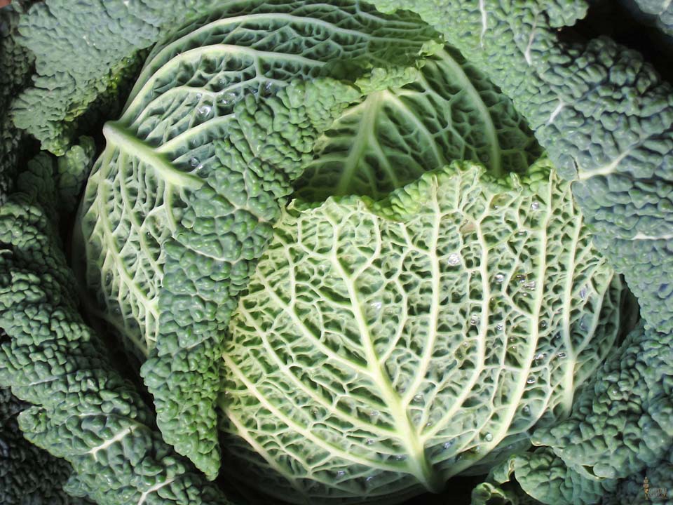 sacramento-landscape-cabbage-printweb