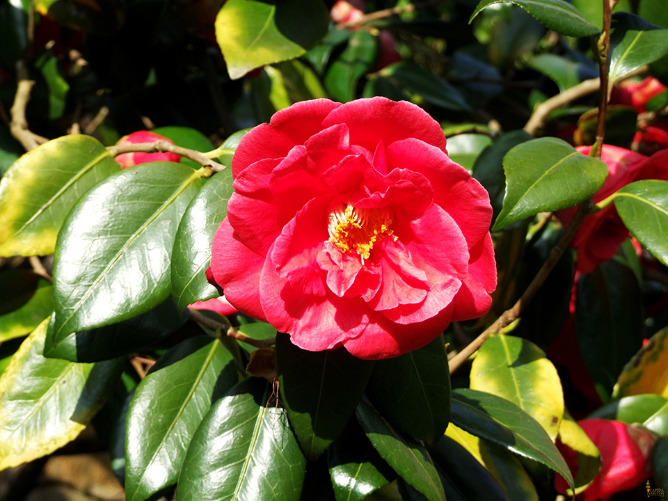 sacramento-landscape-camelia-printweb