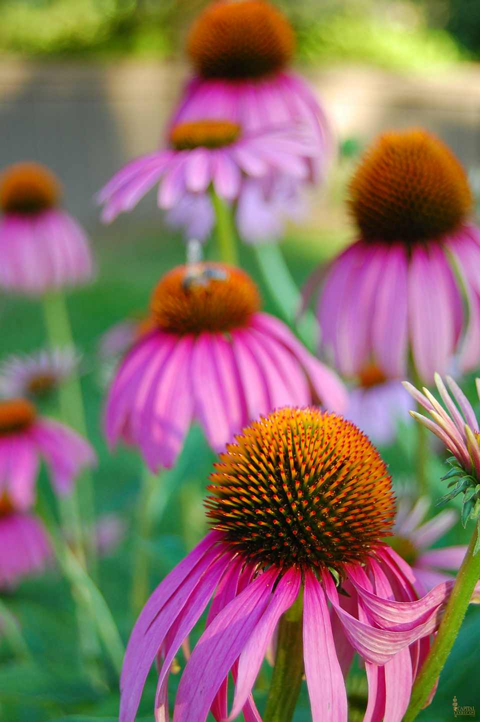 sacramento-landscape-cone-flower-printweb