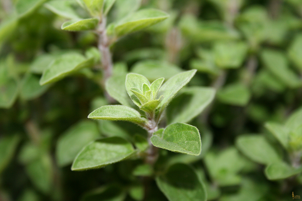 sacramento-landscape-oregano-printweb