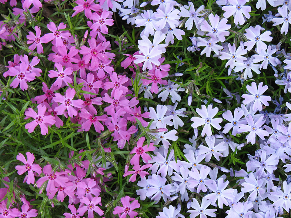 sacramento-landscape-phlox-printweb