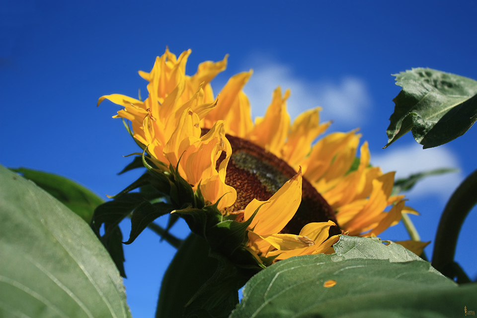 sacramento-landscape-sun-flower-printweb