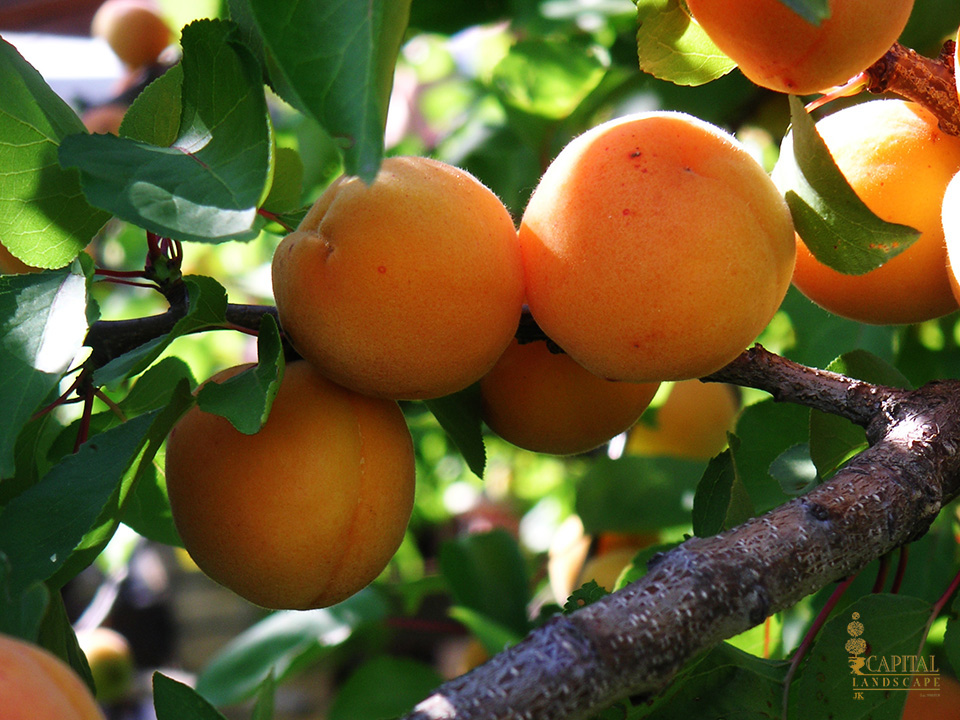 apricot-sacramento-zone-9-trees