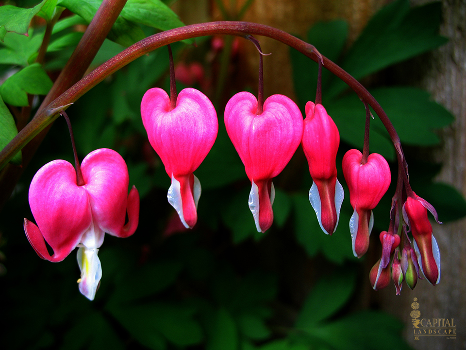 bleeding heart shade plant zone 9 sacramento