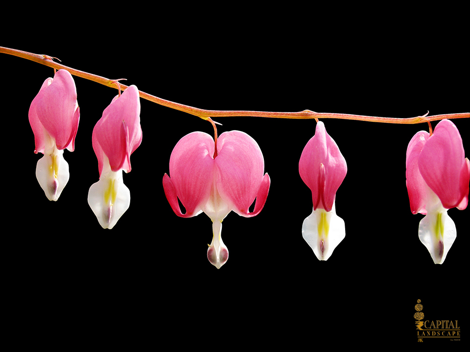 bleeding-heart-shade-zone-9-sacramento-capital-landscape