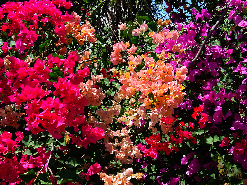 bougainvillea vine zone 9 sacramento