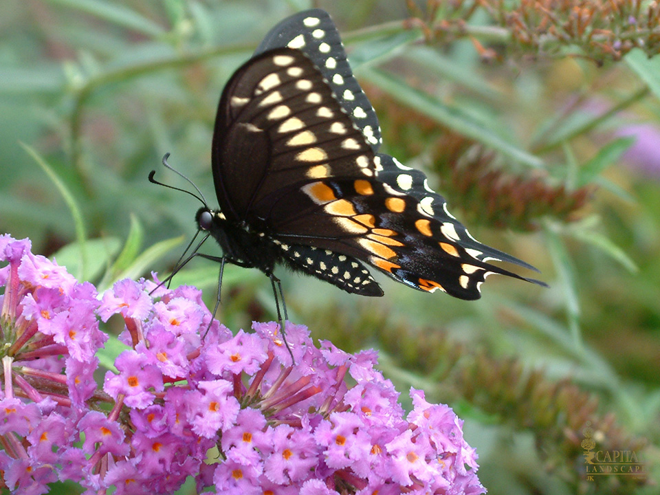 butterfly-bush-zone-9-shrub-sacramento-capital-landscape
