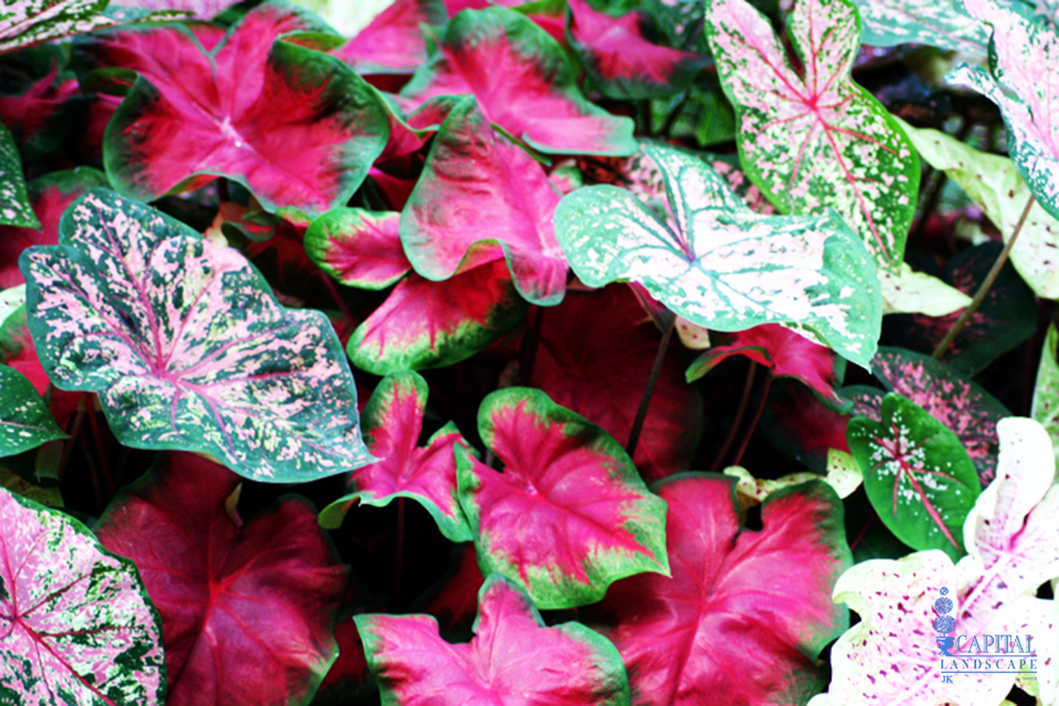 caladium-shade-plant-zone-9-sacramento-capital-landscape