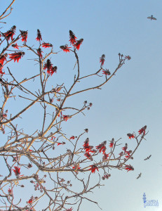 coral-tree-sacramento-zone-9-trees