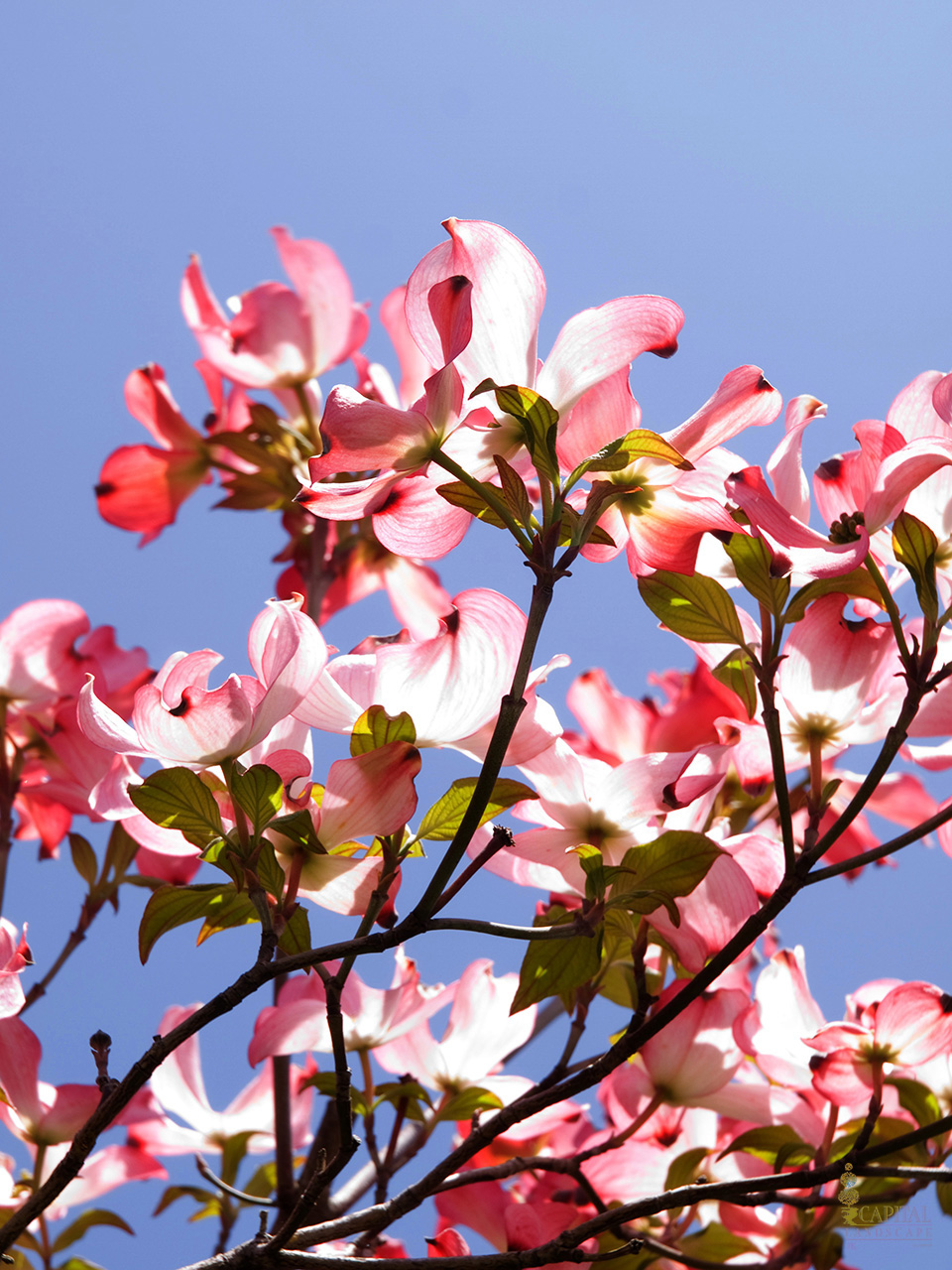 dogwood-pink-sacramento-zone-9-trees