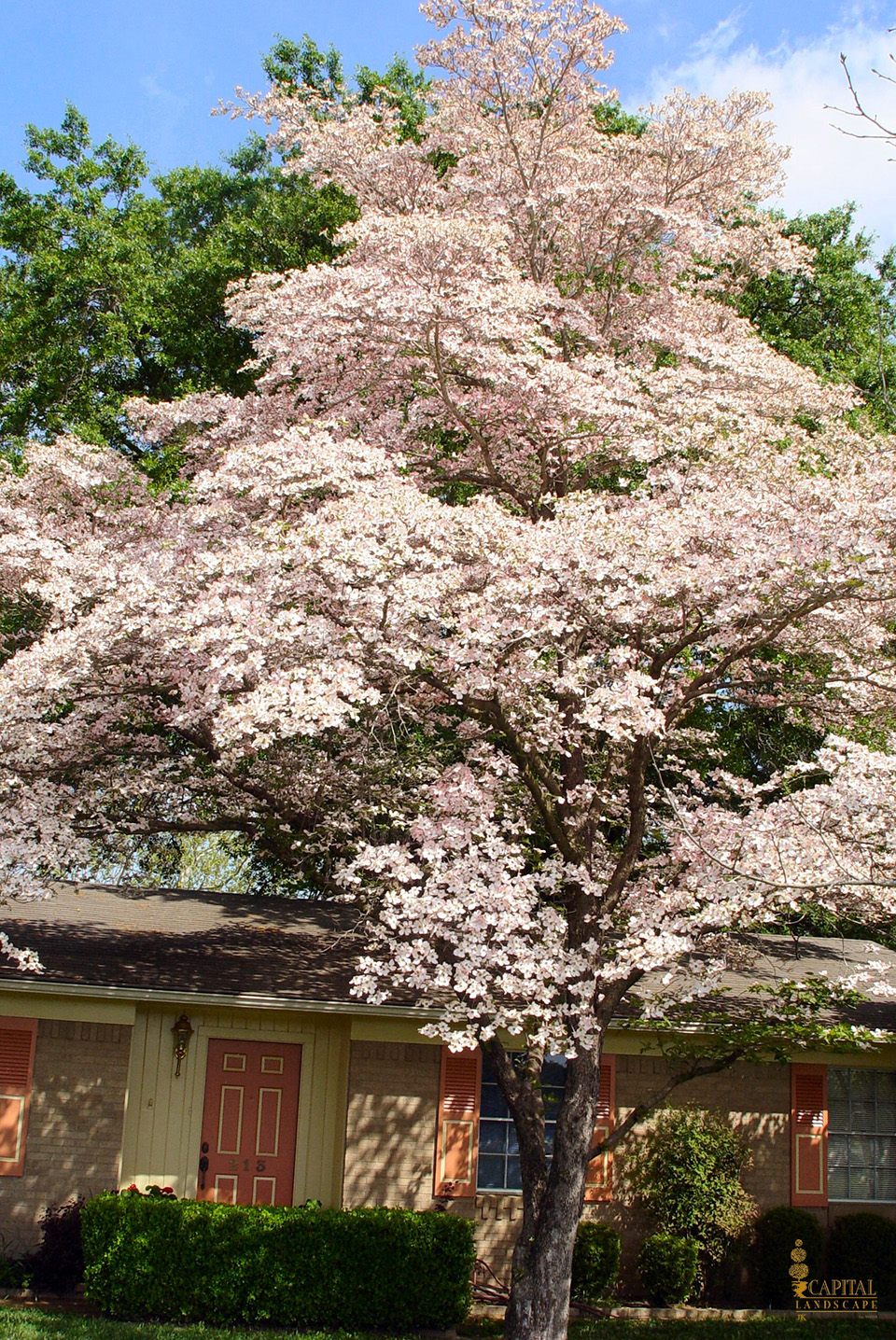 dogwood-sacramento-zone-9-trees