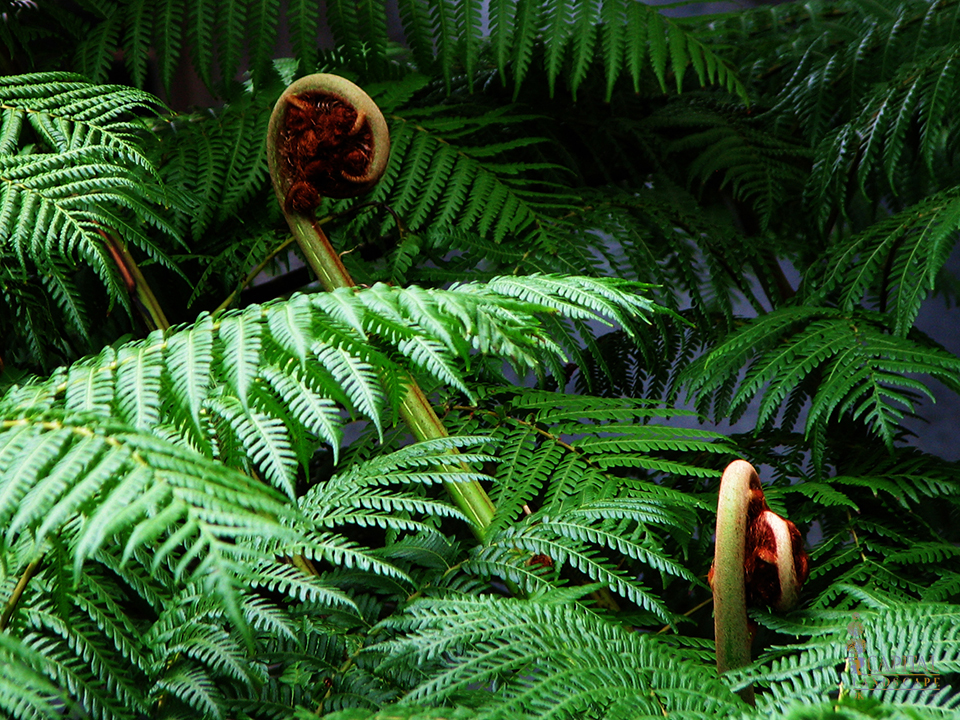 fern-shade-plant-zone-9-sacramento-capital-landscape