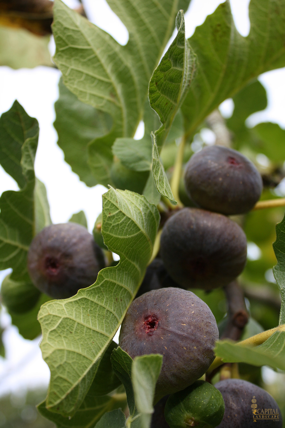 fig-zone-9-shrub-sacramento-capital-landscape