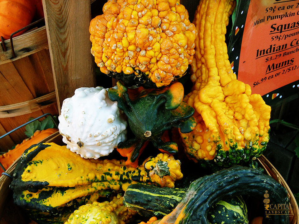 gourds-annual-vine-sacramento-zone-9-capital-landscape