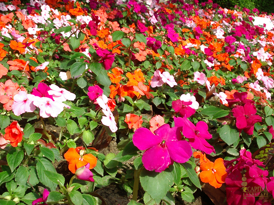 impatiens shade plants zone 9 sacramento