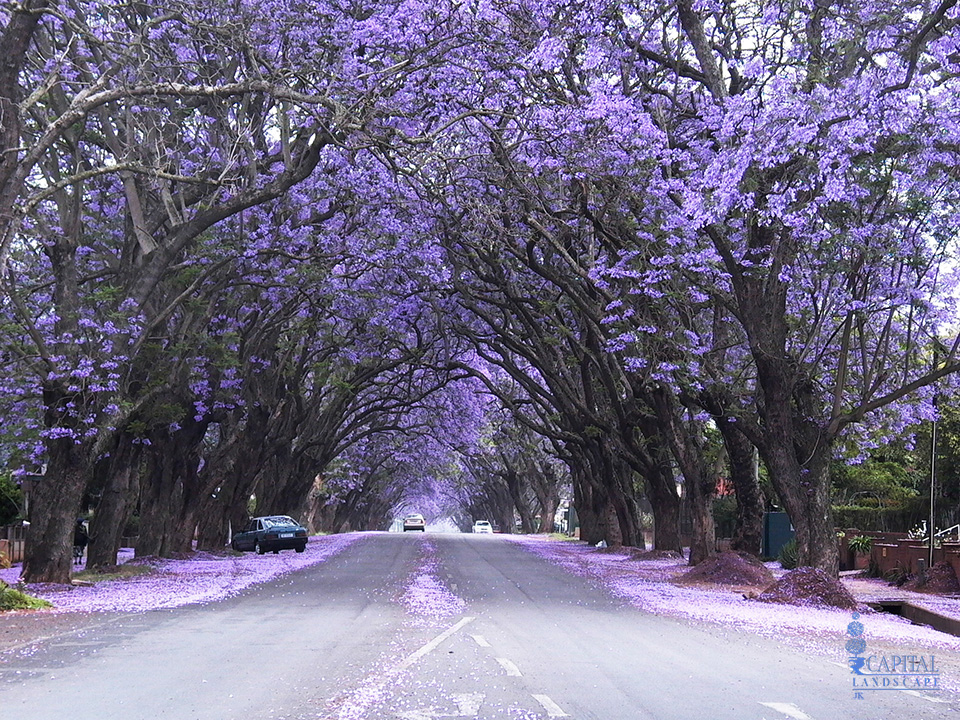 jacaranda-sacramento-zone-9-trees