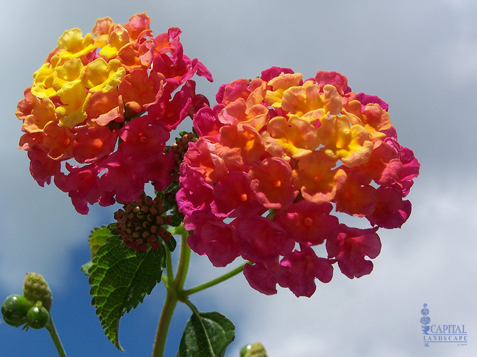 lantana-orange-yellow-zone-9-shrub-sacramento-capital-landscape