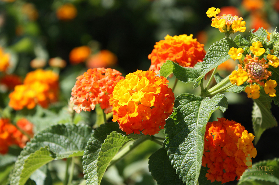 lantana-yellow-orange-zone-9-shrub-sacramento-capital-landscape