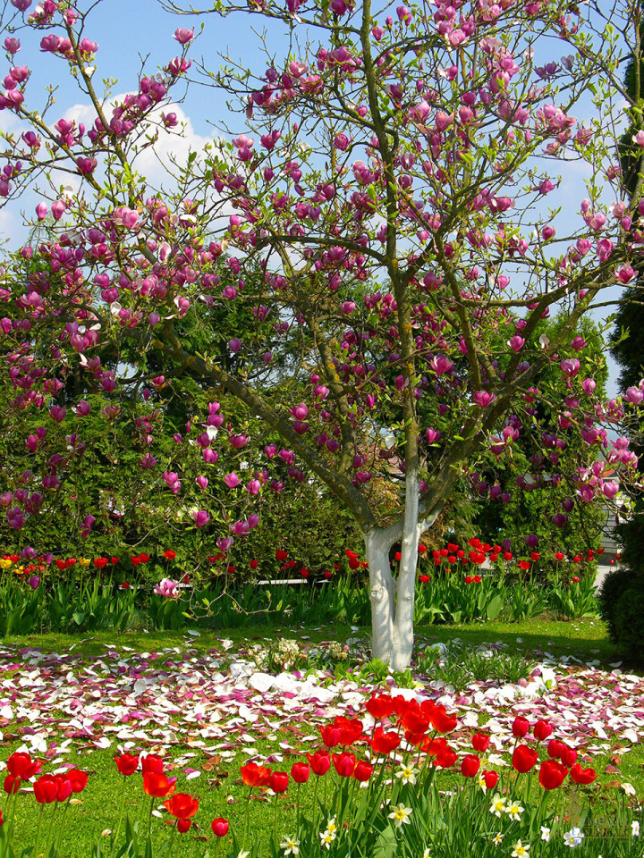 magnolia-sacramento-zone-9-trees