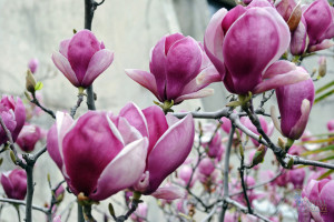 magnolia-tulip-pink-sacramento-zone-9-trees