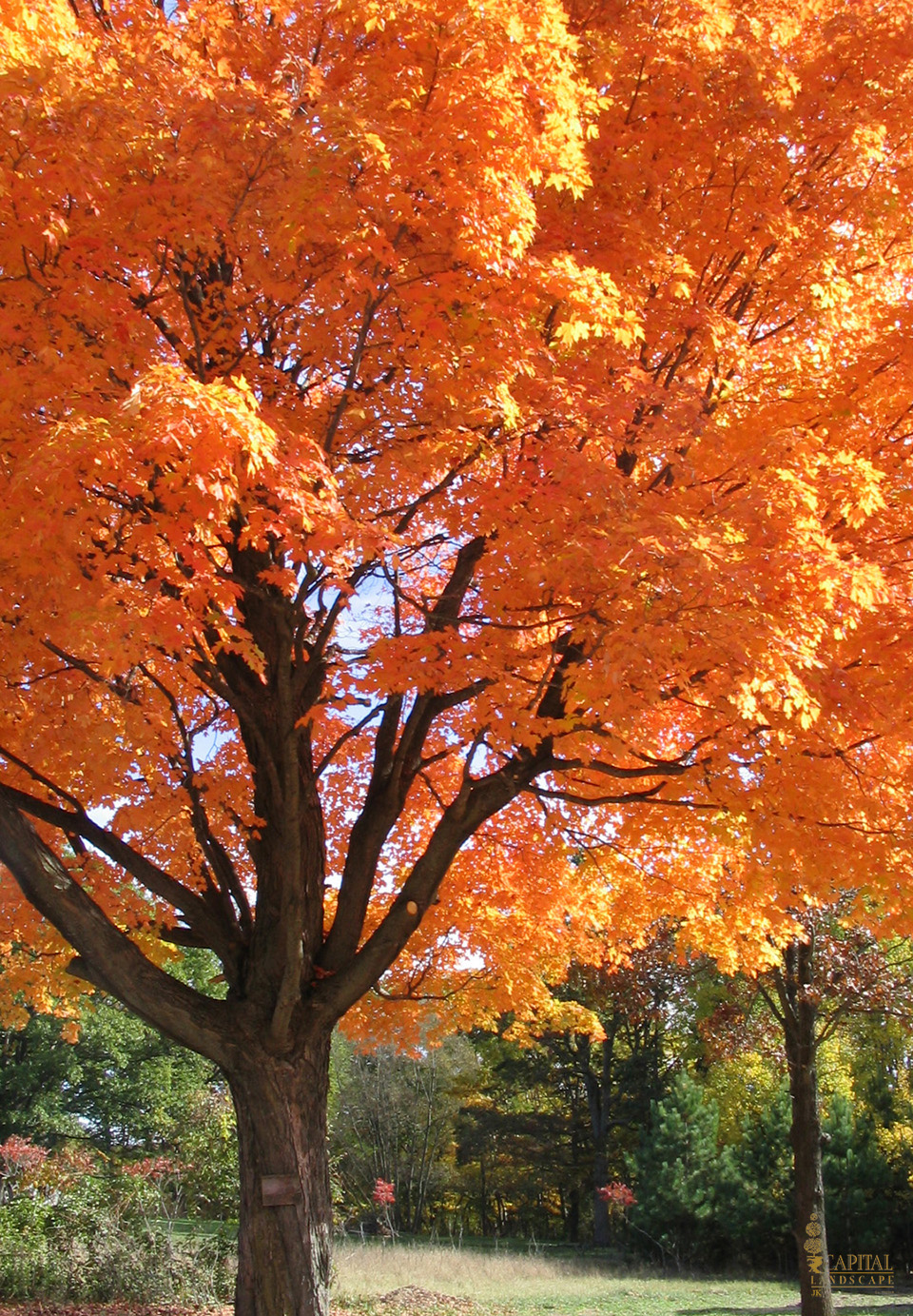 maple-orange-sacramento-zone-9-trees