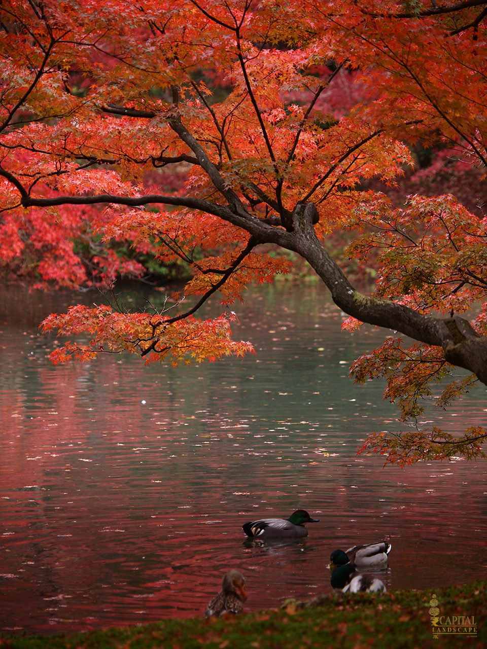 maple-red-sacramento-zone-9-trees