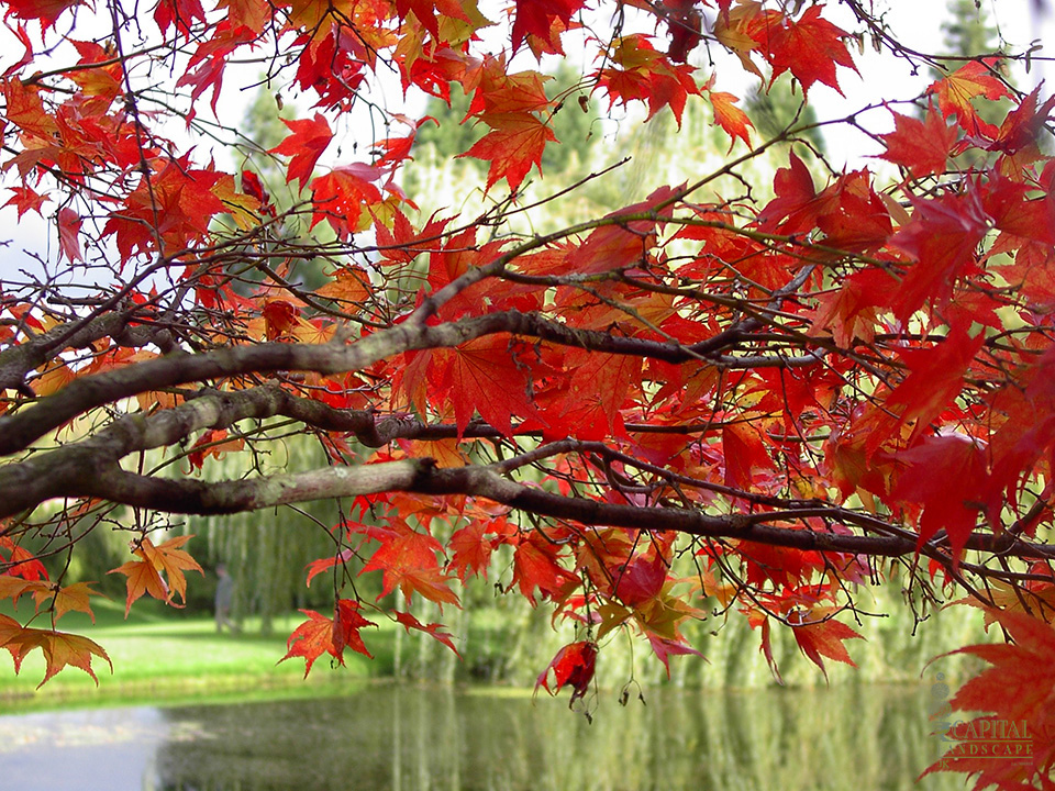 maple-tree-sacramento-zone-9-trees