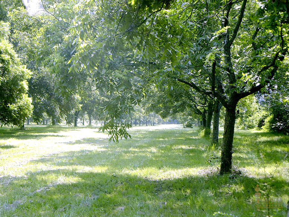 pecan-sacramento-zone-9-trees