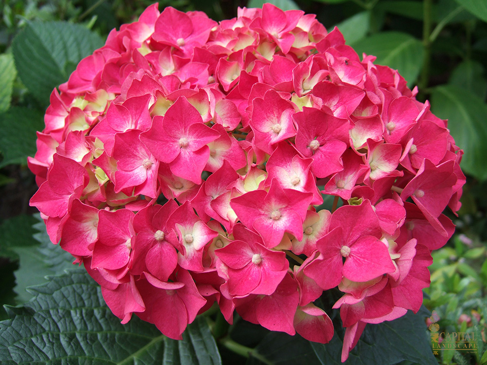 pink-hydrangea-zone-9-shrub-sacramento-capital-landscape
