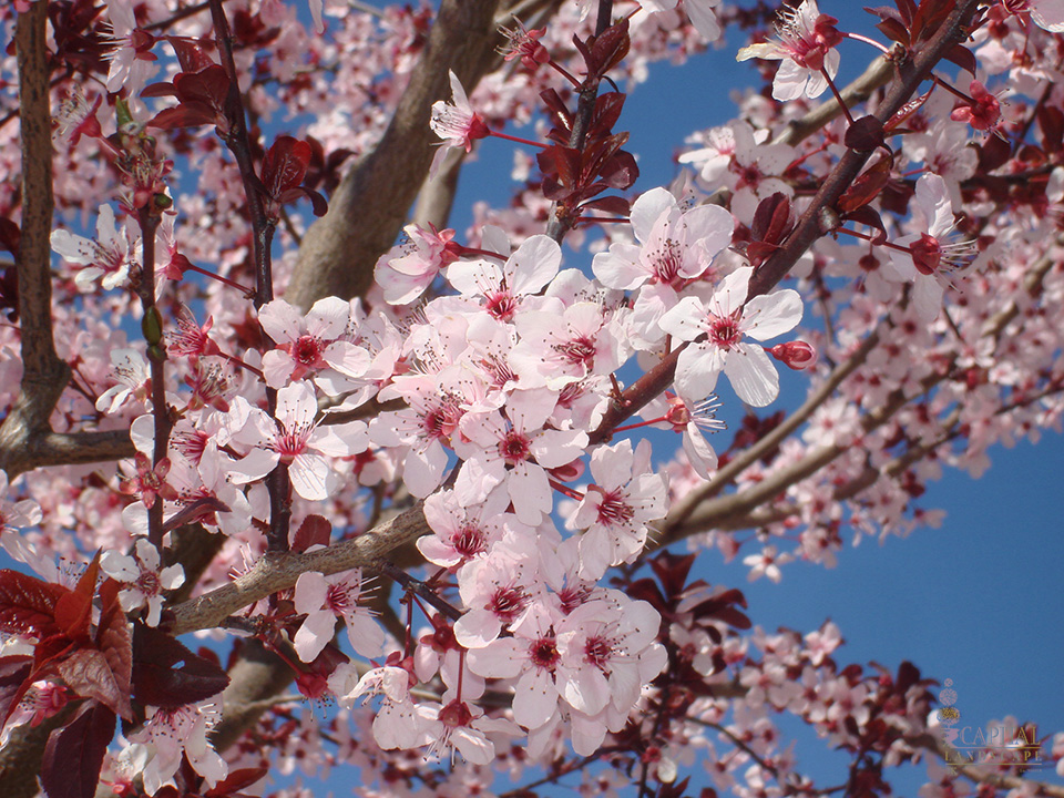 plum-sacramento-zone-9-trees