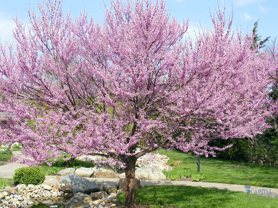 redbud-sacramento-zone-9-trees