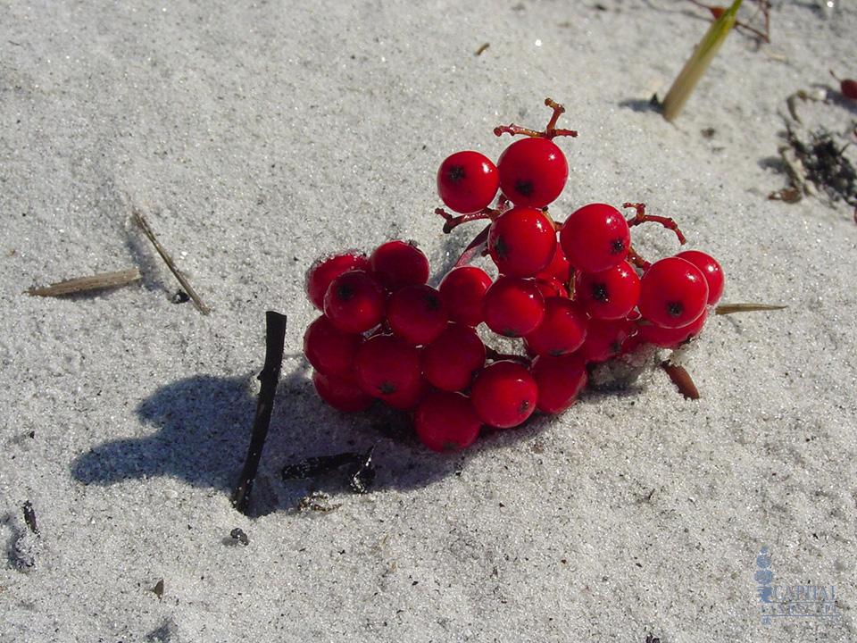 winterberry-zone-9-shrub-sacramento-capital-landscape