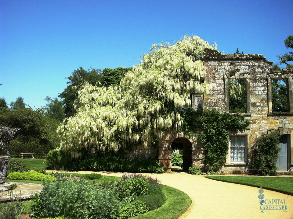 wisteria-covered-ruin-zone-9-sacramento-capital-landscape