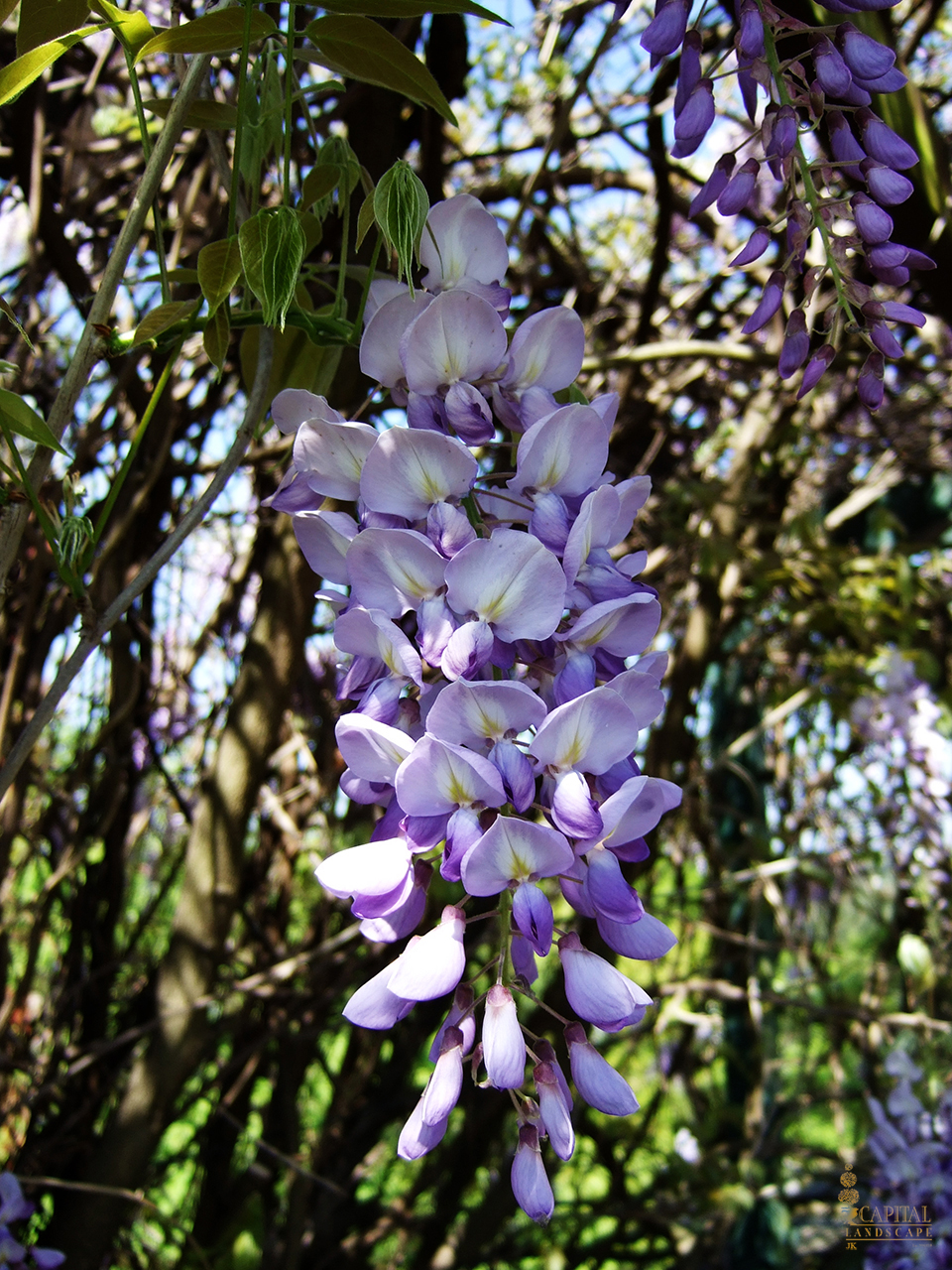 wisteria-vine-zone-9-sacramento-capital-landscape