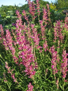 Agastache for Drought